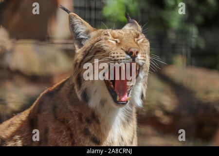 Weibliche Karpatische Luchse, Daisy (Lynx lynx Carpathicus) Stockfoto