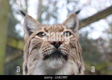 Weibliche Karpatische Luchse, Daisy (Lynx lynx Carpathicus) Stockfoto