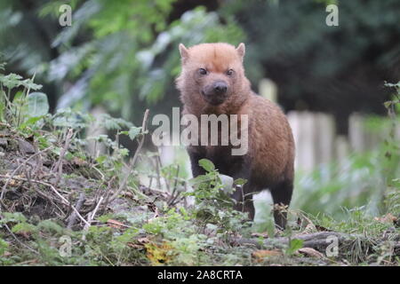 Frau Bush Hund (Speothos venaticus) Stockfoto