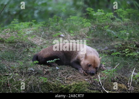 Frau Bush Hund (Speothos venaticus) Stockfoto