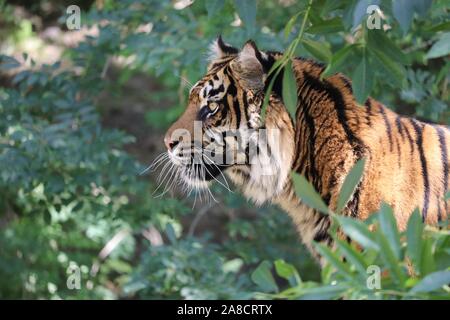 Weibliche Sumatra Tiger, Daseep (Panthera tigris sumatrae) Stockfoto