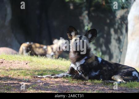 Afrikanischer Wildhund (LYKAON Pictus) Stockfoto