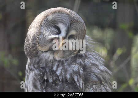 Weibliche Bartkauz, Ursula (Strix Nebulosa) Stockfoto
