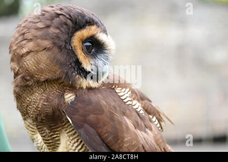 Männliche asiatischen Holz Eule, Buzz (Strix leptogrammica) Stockfoto