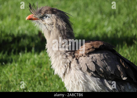 Männliche Red-Legged Seriema, Delta (Cariama cristata) Stockfoto