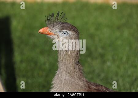 Männliche Red-Legged Seriema, Delta (Cariama cristata) Stockfoto