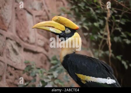 Weibliche Great Hornbill (Buceros Bicornis) Stockfoto