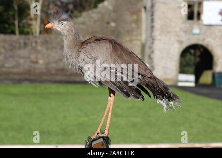 Männliche Red-Legged Seriema, Delta (Cariama cristata) Stockfoto