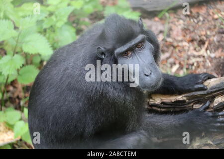 Männliche Sulawesi Crested Makaken, Simon (Macaca nigra) Stockfoto