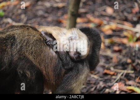 Baby Kapuziner (Sapajus Yellow-Breasted xanthosternos) Stockfoto