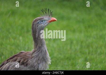 Männliche Red-Legged Seriema, Delta (Cariama cristata) Stockfoto