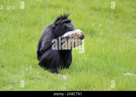 Männliche Sulawesi Crested Makaken, Tambo (Macaca nigra) Stockfoto