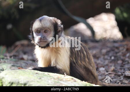 Junge männliche Yellow-Breasted Kapuziner, Clint (Sapajus xanthosternos) Stockfoto