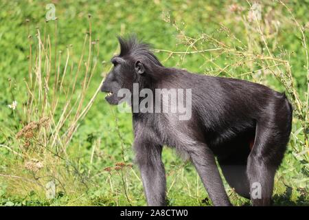 Männliche Sulawesi Crested Makaken, Tambo (Macaca nigra) Stockfoto