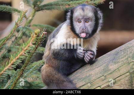 Junge männliche Yellow-Breasted Kapuziner, Clint (Sapajus xanthosternos) Stockfoto