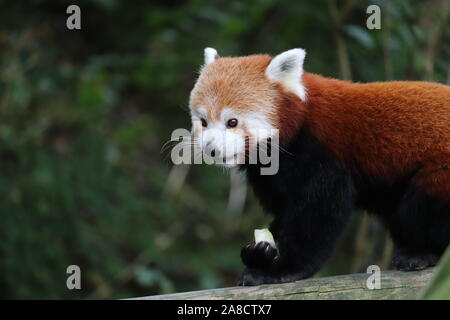 Männlich Roten Panda, Gawa (Ailurus fulgens) Stockfoto