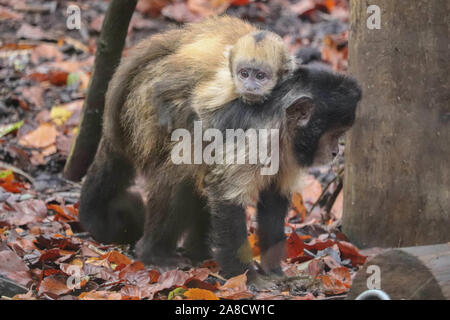 Weibliche Yellow-Breasted Kapuziner, Dinya mit Baby (Sapajus xanthosternos) Stockfoto