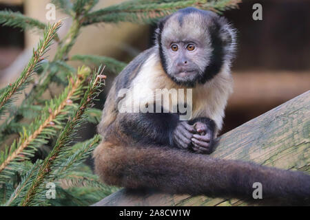 Junge männliche Yellow-Breasted Kapuziner, Clint (Sapajus xanthosternos) Stockfoto