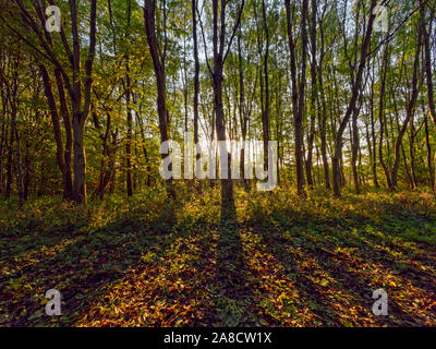 Eine niedrige Herbst Sonne hinter hohen Bäumen wirft lange Schatten, über Laub Bild mit hoher Auflösung. Stockfoto