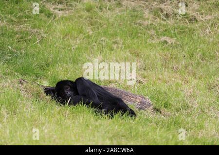 Weiblichen kolumbianischen Klammeraffen, Evita (Ateles fusciceps rufiventris) Stockfoto