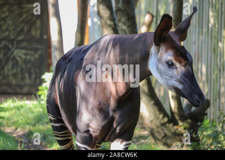 Weibliches Okapi, K'tusha (Okapia johnstoni) Stockfoto