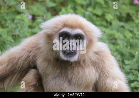 Männliche Lar Gibbon, Huggy (Hylobates lar) Stockfoto