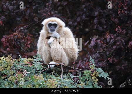 Männliche Lar Gibbon, Huggy (Hylobates lar) Stockfoto