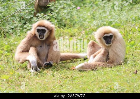 Weibliche Lar Gibbon, Penny & Männlich, Huggy (Hylobates lar) Stockfoto