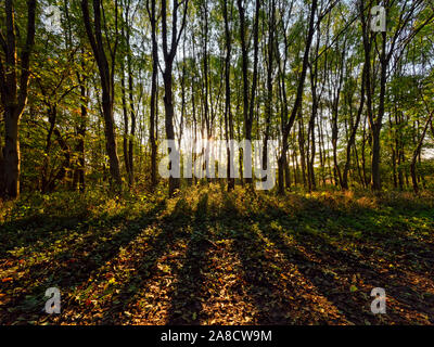 Herbst am frühen Morgen Sonne hinter hohen Bäumen wirft lange tiefe Schatten. Hochauflösendes Bild Stockfoto