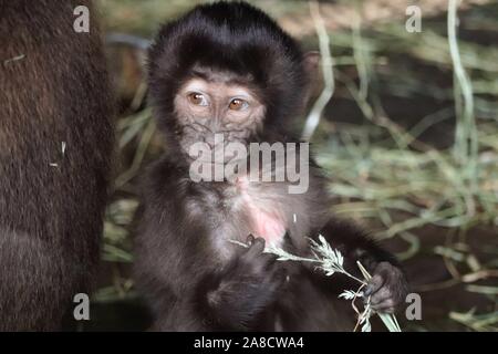 Junge männliche Gelada baboon, Jinka (Theropithecus gelada) Stockfoto