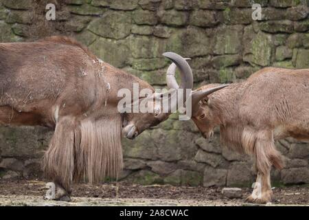 2 männlichen Mähnenspringer (Ammotragus lervia) Stockfoto