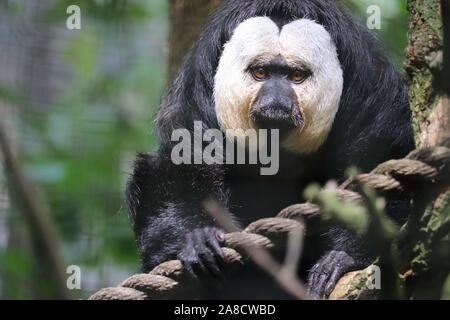 Männliche White-Faced Saki (Pithecia pithecia) Stockfoto