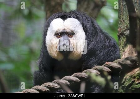 Männliche White-Faced Saki (Pithecia pithecia) Stockfoto