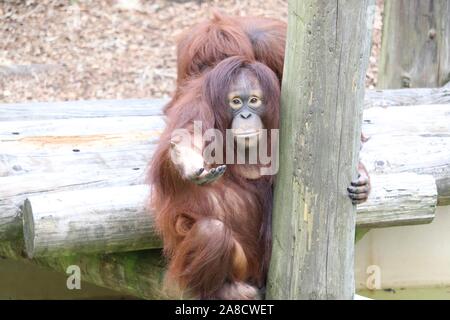 Weibliche bornesischen Orang-utan, Sprießen (Pongo pygmaeus) Stockfoto