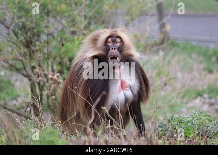 Männlichen Gelada Pavian (Theropithecus Gelada) Stockfoto