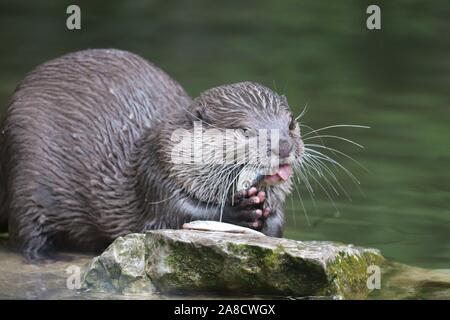 Weibliche asiatische Kurze Krallen Otter, Keyah (Amblonyx cinerea) Stockfoto