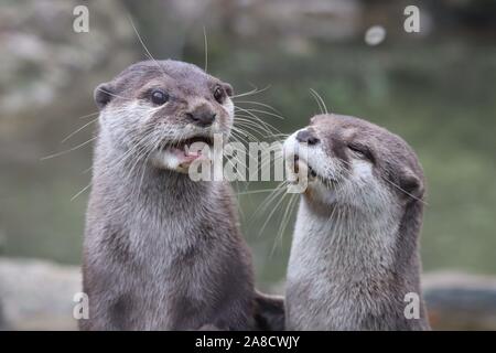 Asiatische kurze Krallen Otter, Keyah & Buddy (Amblonyx cinerea) Stockfoto