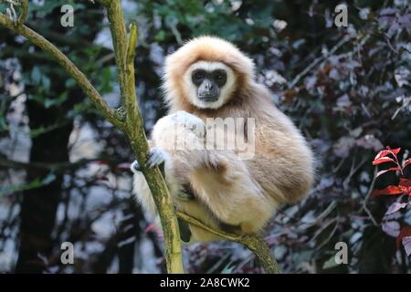 Weibliche Lar Gibbon, Penny (Hylobates lar) Stockfoto