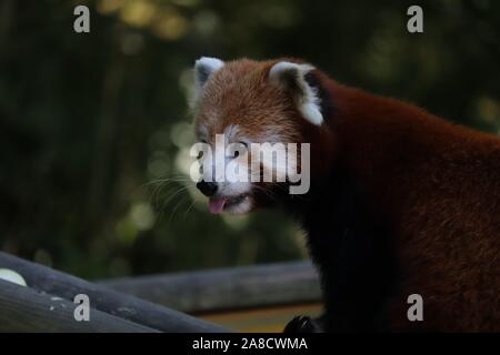 Männlich Roten Panda, Gawa (Ailurus fulgens) Stockfoto