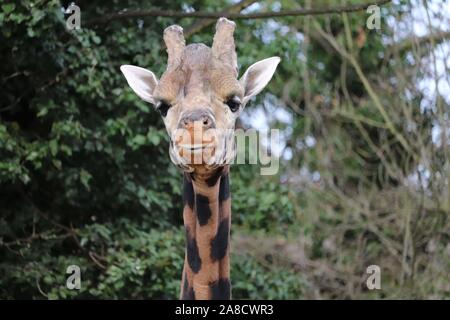 Männliche Rothschild Giraffe, Kubwa (Giraffa Camelopardalis victoriae) Stockfoto
