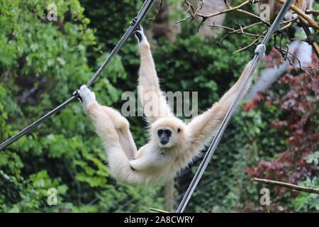 Männliche Lar Gibbon, Indah (Hylobates lar) Stockfoto