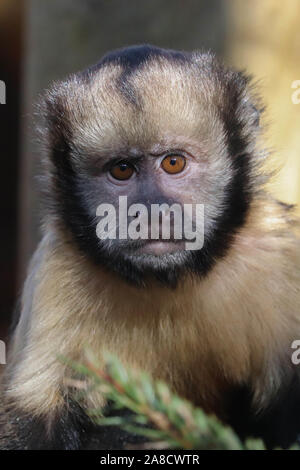 Junge männliche Yellow-Breasted Kapuziner, Clint (Sapajus xanthosternos) Stockfoto