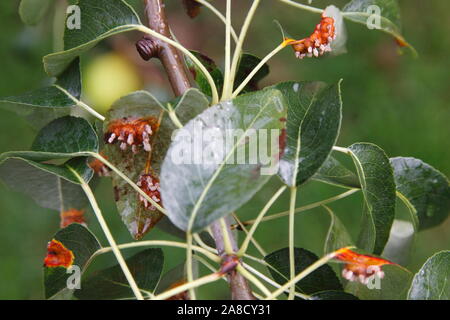 Europäischer Birnenrust auf einem Birnenbaum (Pyrus) Stockfoto