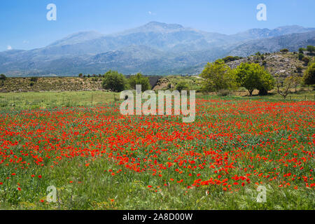 Tzermiado, Lasithi, Kreta, Griechenland. Blick auf Mount Dikti im gesamten Bereich der Klatschmohn auf der Lassithi-hochebene. Stockfoto