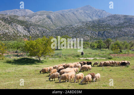 Tzermiado, Lasithi, Kreta, Griechenland. Schafe auf der Lassithi-hochebene unter dem Berg Dikti. Stockfoto