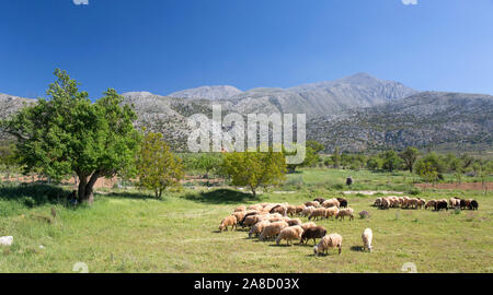 Tzermiado, Lasithi, Kreta, Griechenland. Schafe auf der Lassithi-hochebene unter dem Berg Dikti. Stockfoto