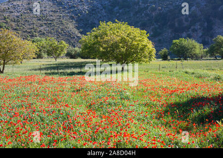 Tzermiado, Lasithi, Kreta, Griechenland. Bereich der Klatschmohn auf der Lassithi-hochebene. Stockfoto