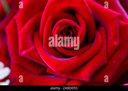 Nur rote Rose Makro Foto Stockfoto