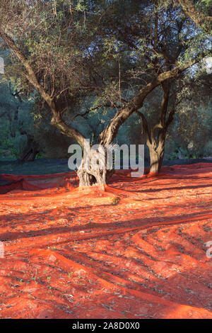 Elos, Chania, Kreta, Griechenland. Rote Sammelnetze breiten sich unter Olivenbäumen auf dem Boden aus, Sonnenuntergang. Stockfoto