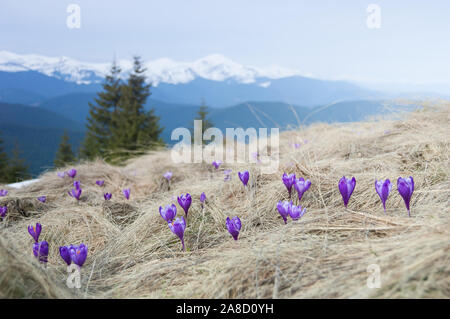 Frühling Landschaft. Berg Blumen. Blühende violette Krokusse auf der Wiese. Karpaten, Ukraine, Europa Stockfoto